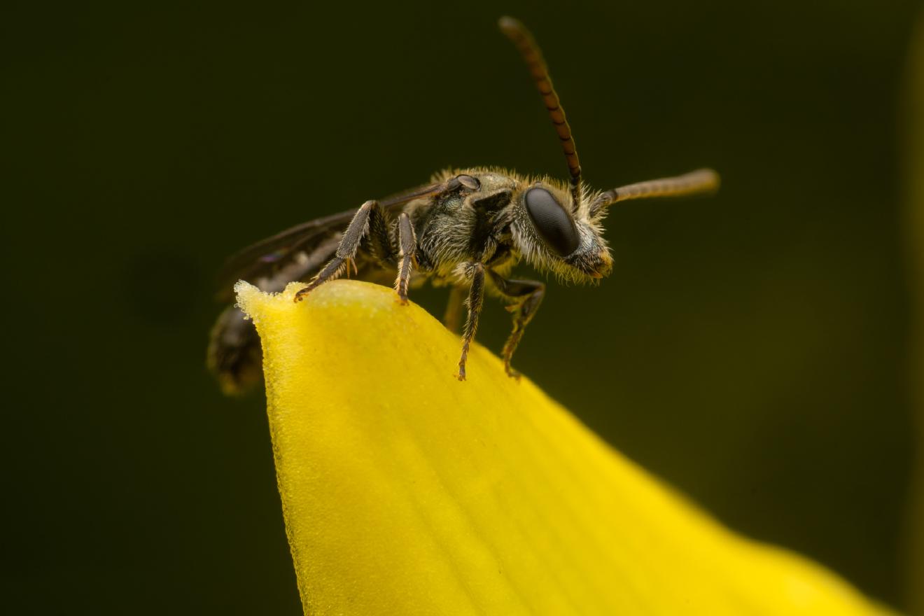 Furrow Bees – No. 11