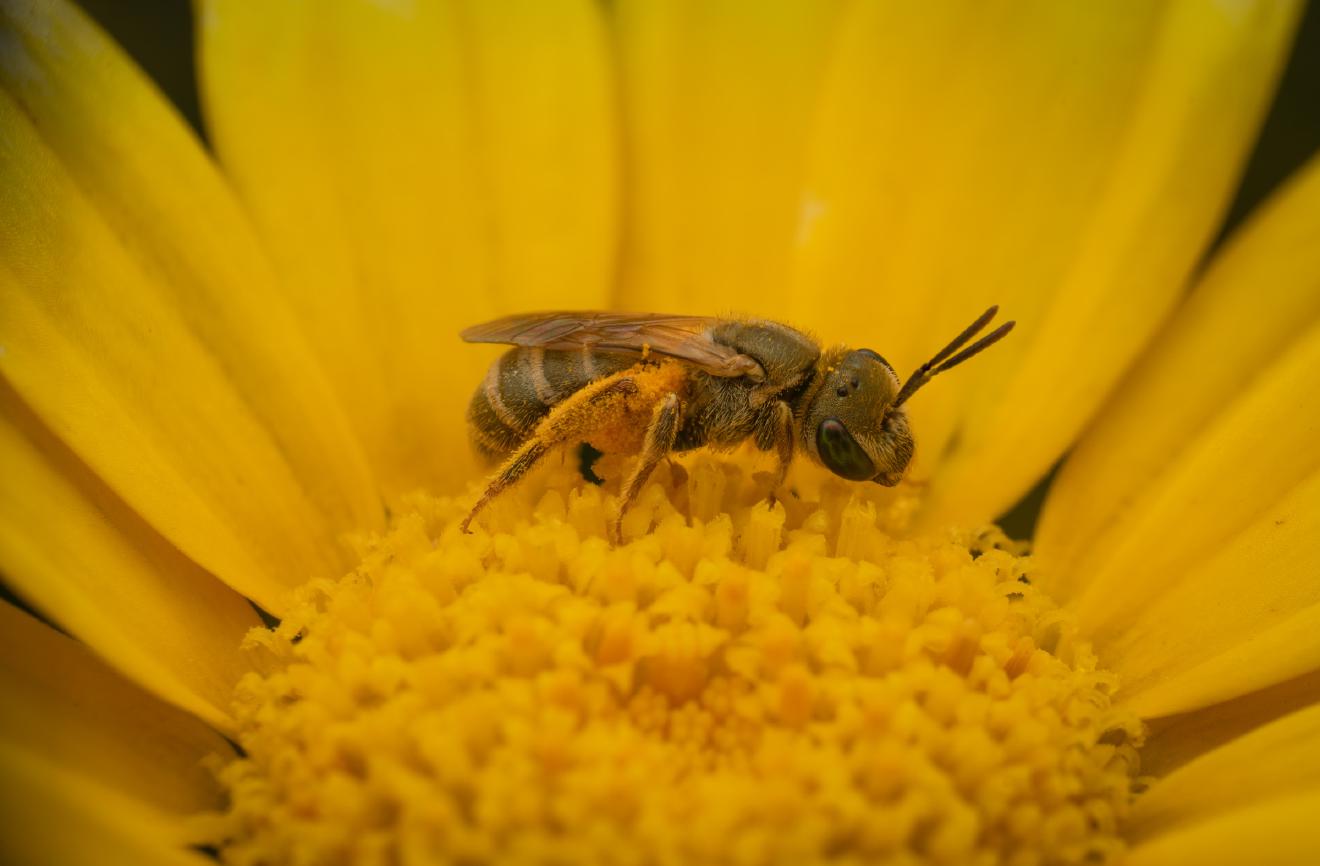 Furrow Bees – No. 12