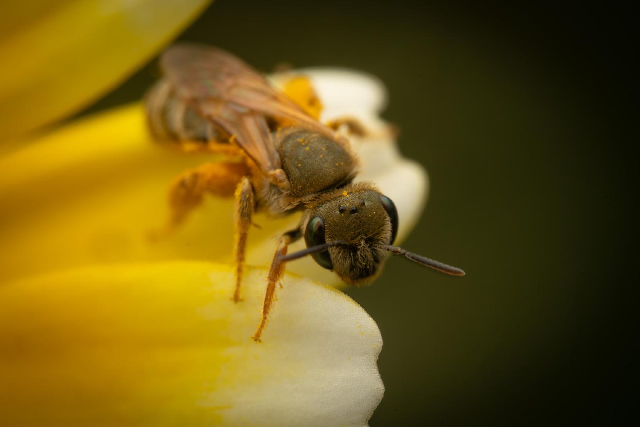 Furrow Bees – No. 13
