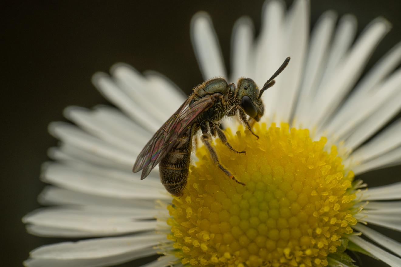 Furrow Bees – No. 15