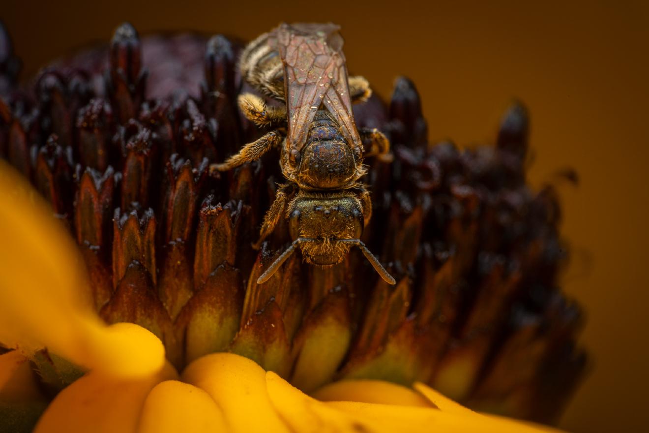 Confusing Furrow Bee – No. 2