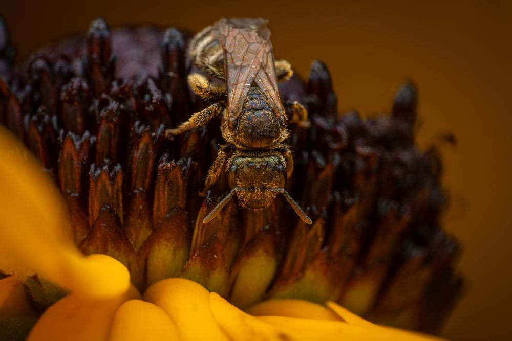 Confusing Furrow Bee