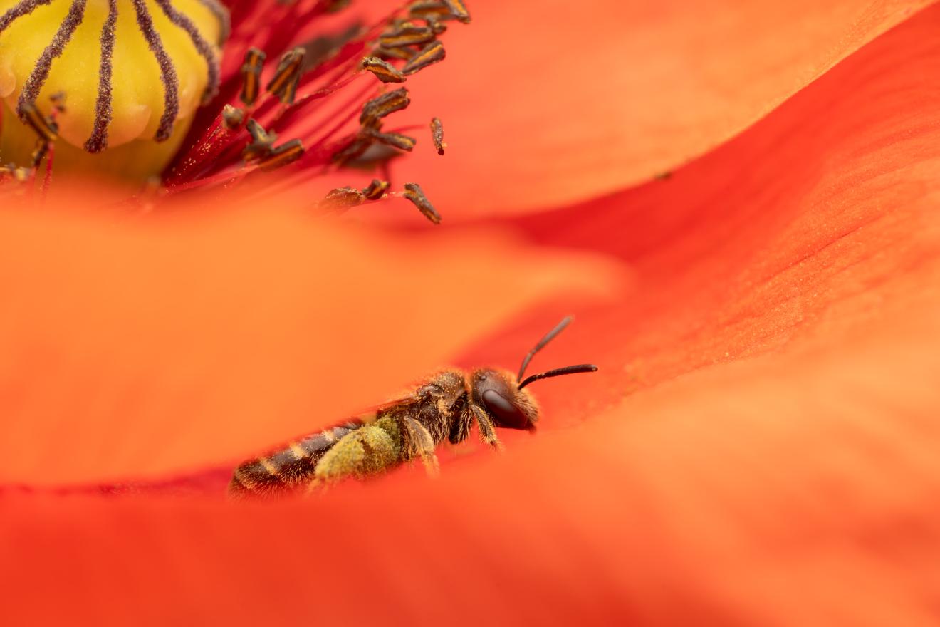 Gewöhnliche Goldfurchenbiene – No. 1
