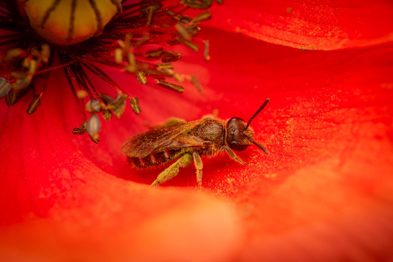 Bronze furrow bee – No. 3