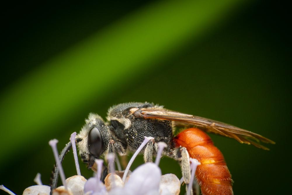 April 16, 2024 – Issue No. 242
– Issue No. 242: “White-lipped Blood Bee“ White-lipped Blood Bee