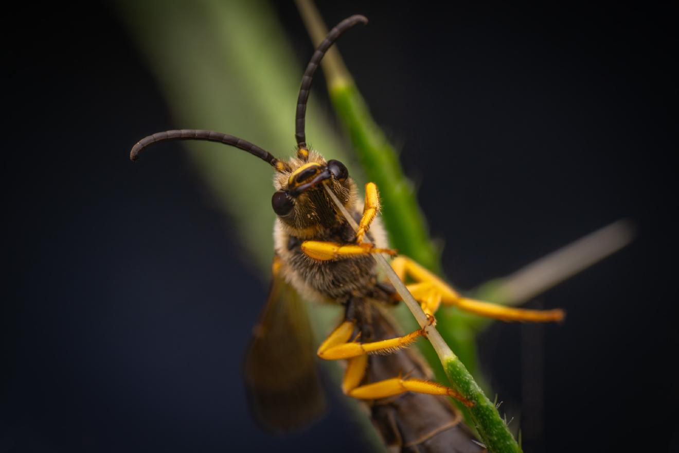 Sweat Bees – No. 3