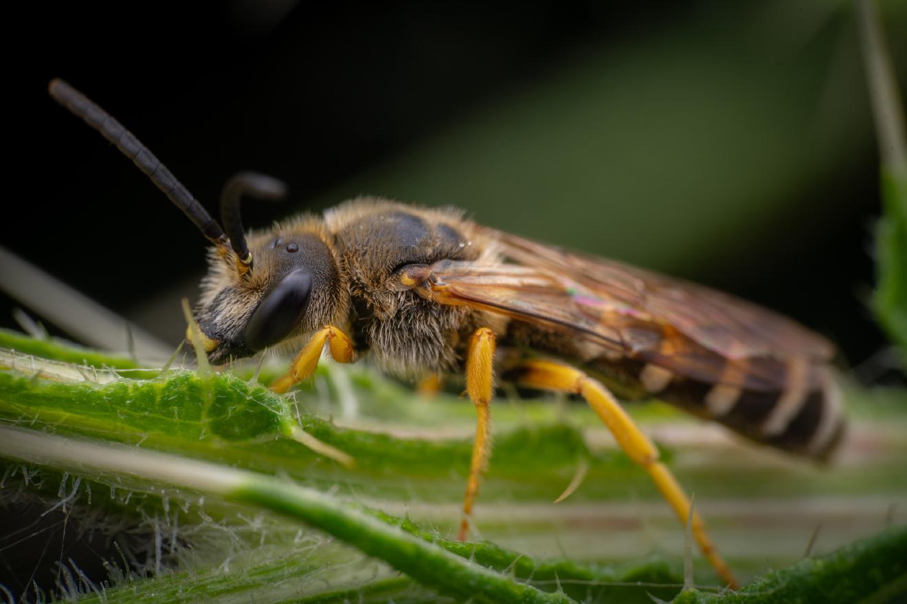 Schmal- & Furchenbienen – No. 4