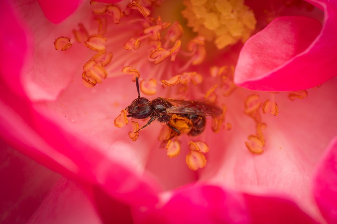 Sweat Bees – No. 4