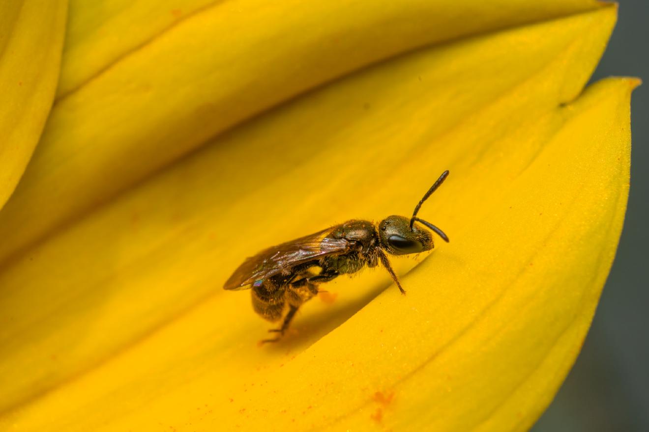 Sharp-collared Furrow Bee – No. 1