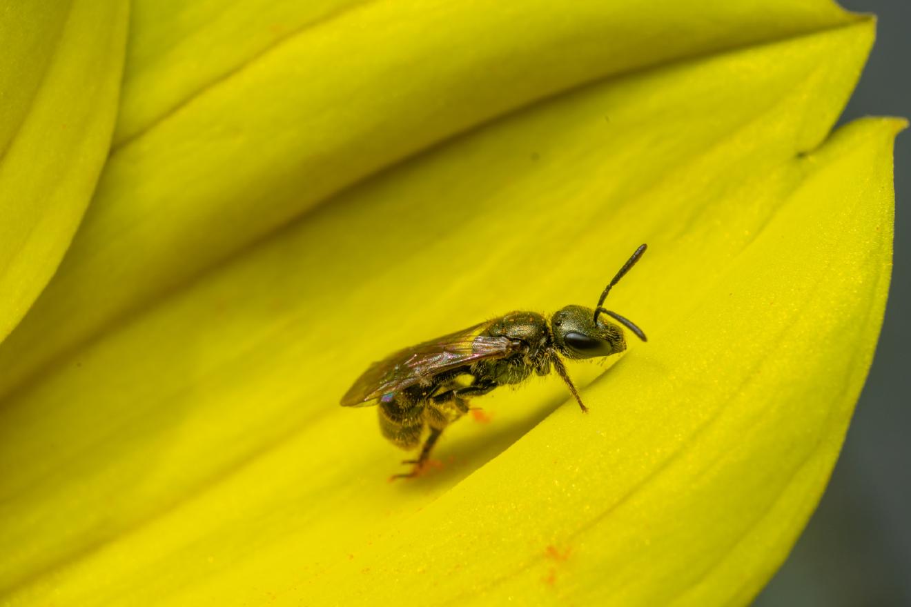 Sharp-collared Furrow Bee – No. 1