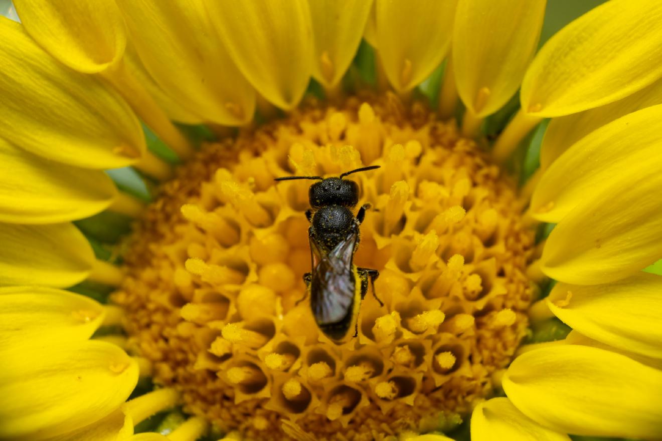 Sharp-collared Furrow Bee – No. 2