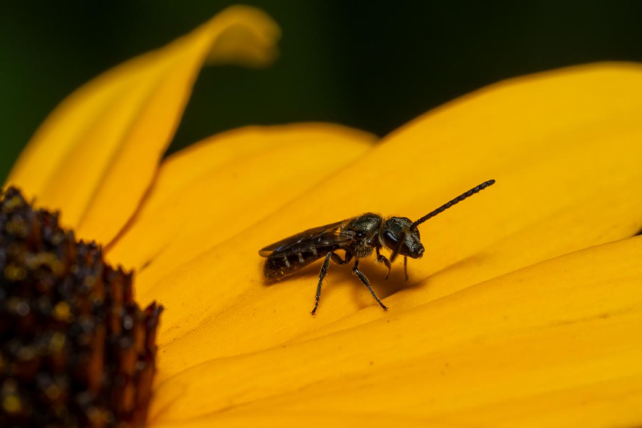 Sharp-collared Furrow Bee – No. 3