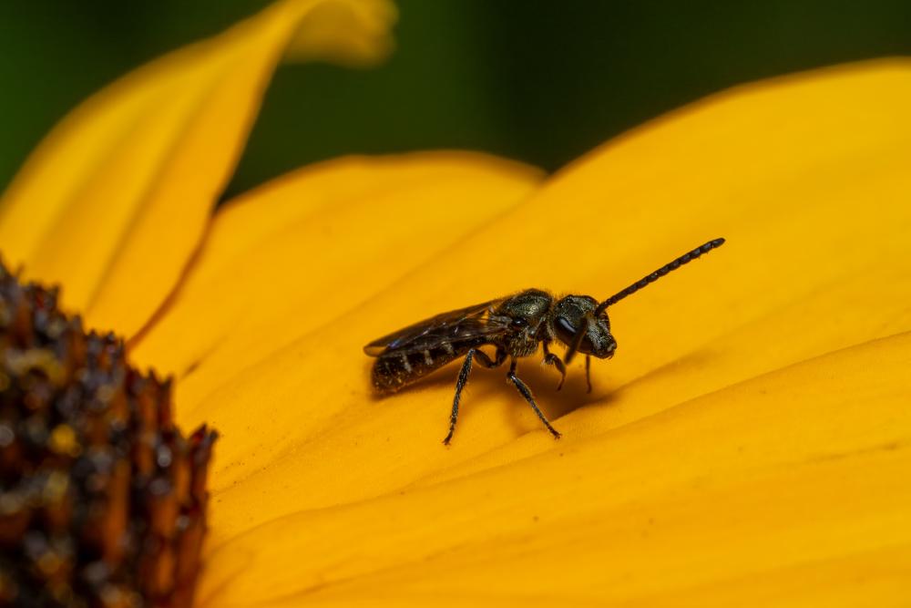 February 5, 2025 – Issue No. 537
– Issue No. 537: “Sharp-collared Furrow Bee“ Sharp-collared Furrow Bee