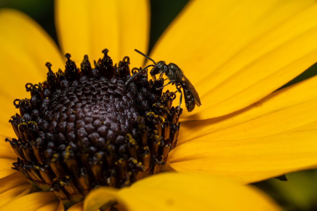 Sharp-collared Furrow Bee – No. 4
