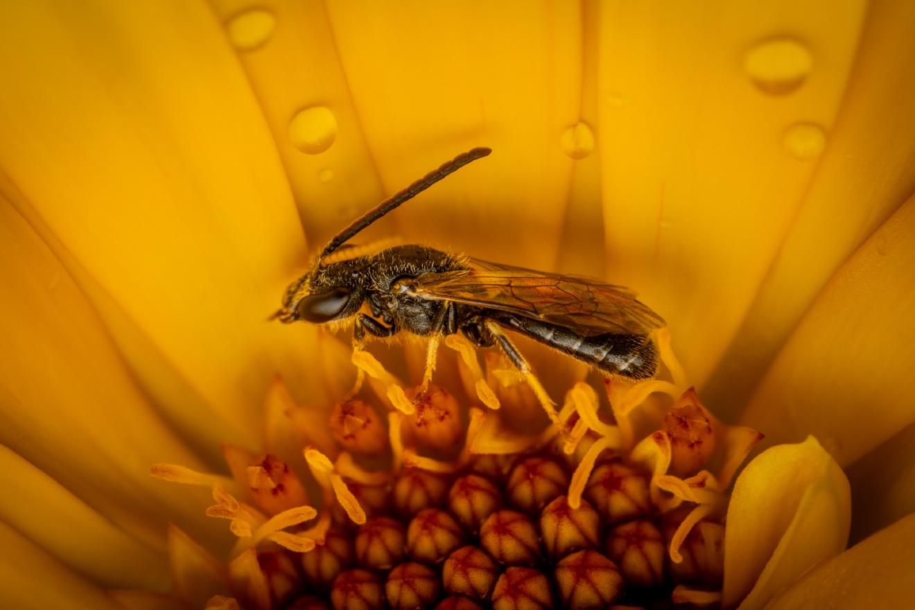 Sharp-collared Furrow Bee – No. 5