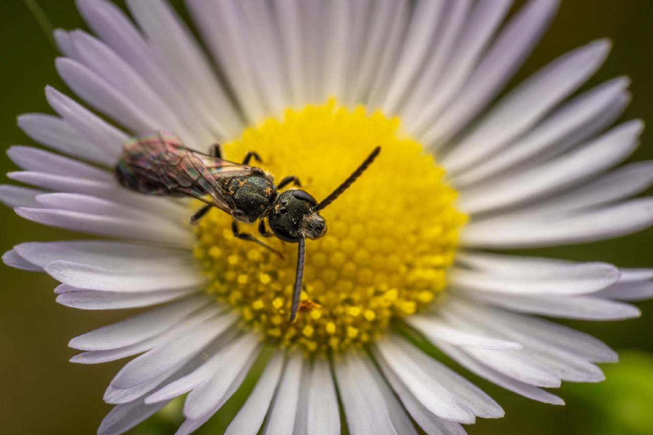 Sharp-collared Furrow Bee – No. 6
