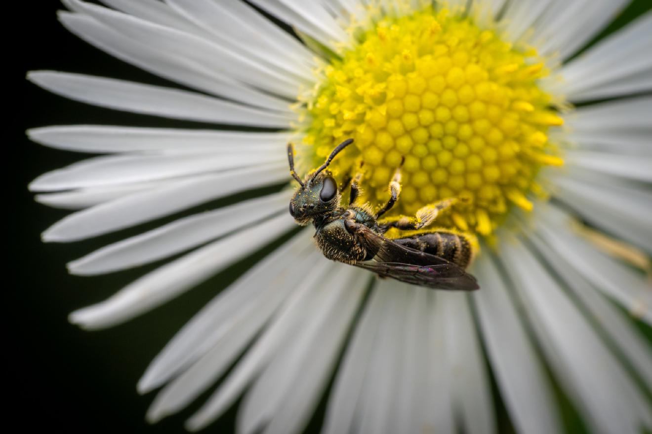 Sharp-collared Furrow Bee