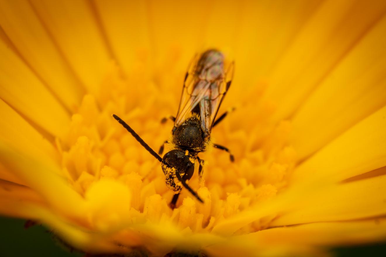 Dark-winged Sweat Bee