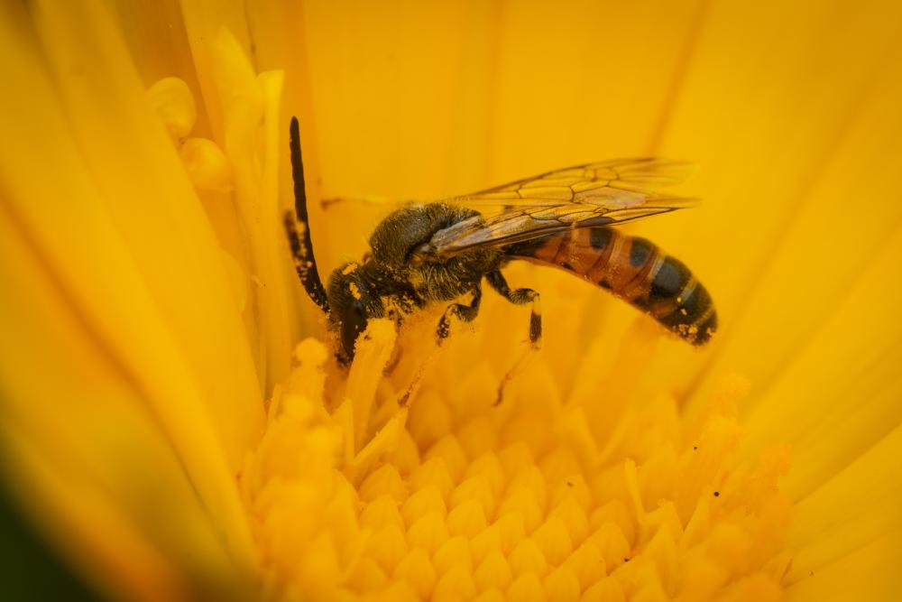 May 20, 2024 – Issue No. 276
– Issue No. 276: “Dark-winged Sweat Bee“ Dark-winged Sweat Bee