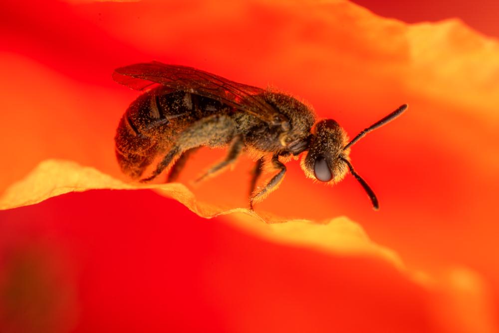 August 23, 2024 – Issue No. 371
– Issue No. 371: “Lasioglossum“ Lasioglossum