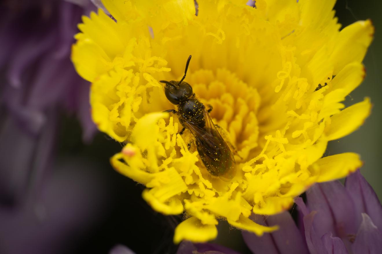 Schmalbienen – No. 4