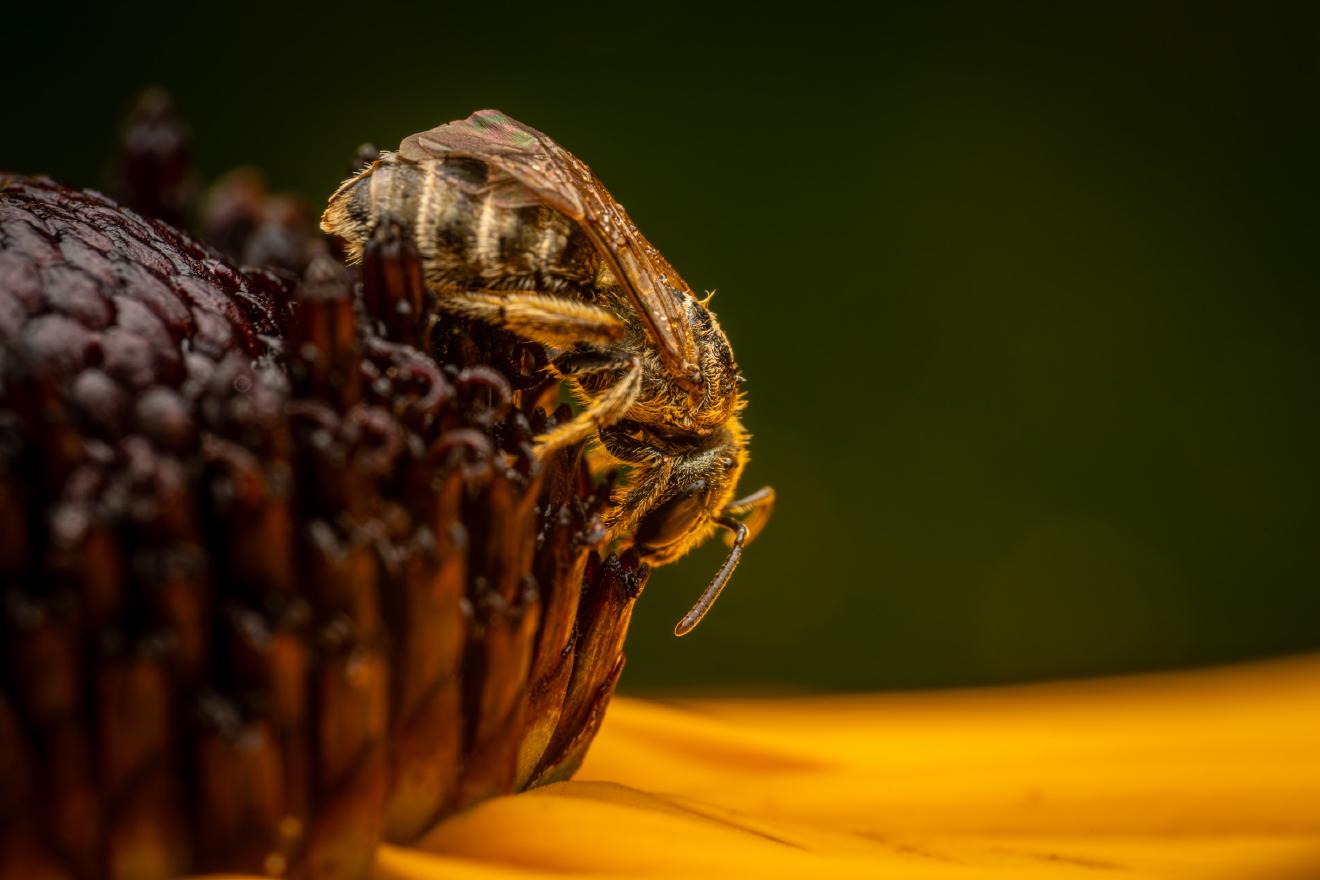 Confusing Furrow Bee – No. 1