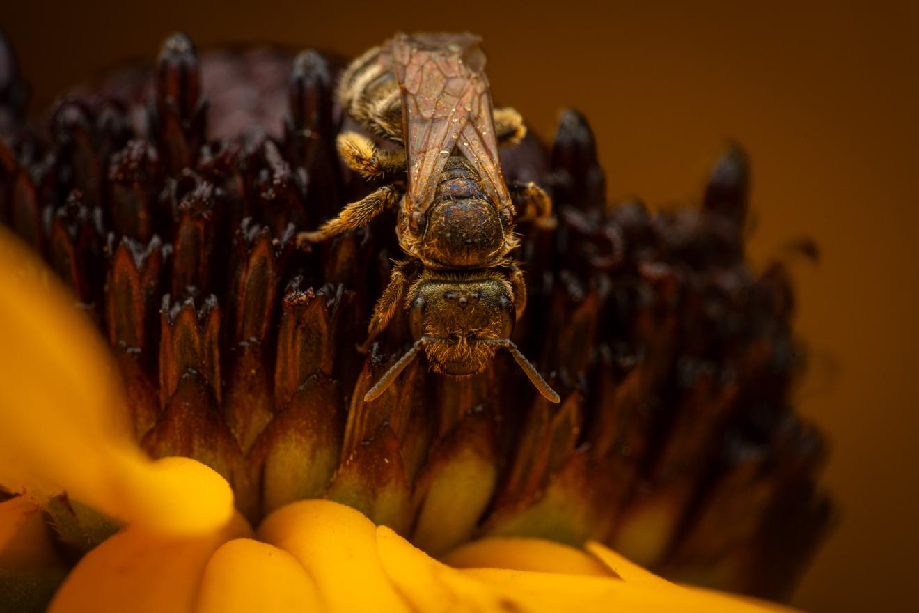 Confusing Furrow Bee – No. 2