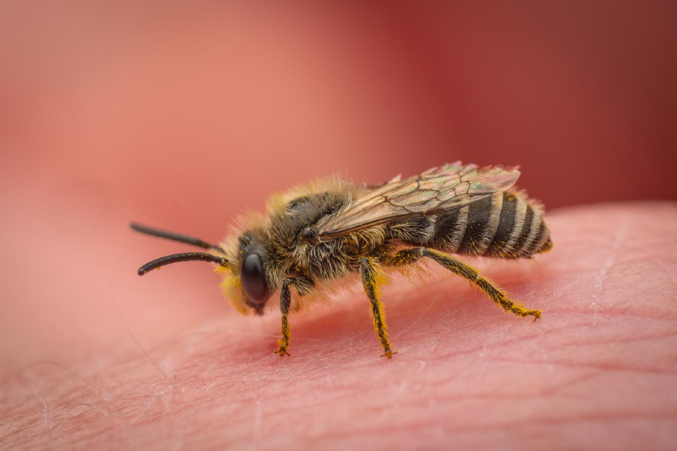Cellophane Bees – No. 1