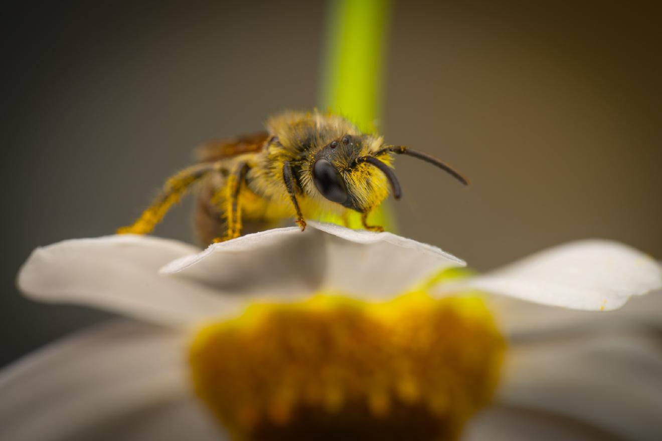 Cellophane Bees – No. 3