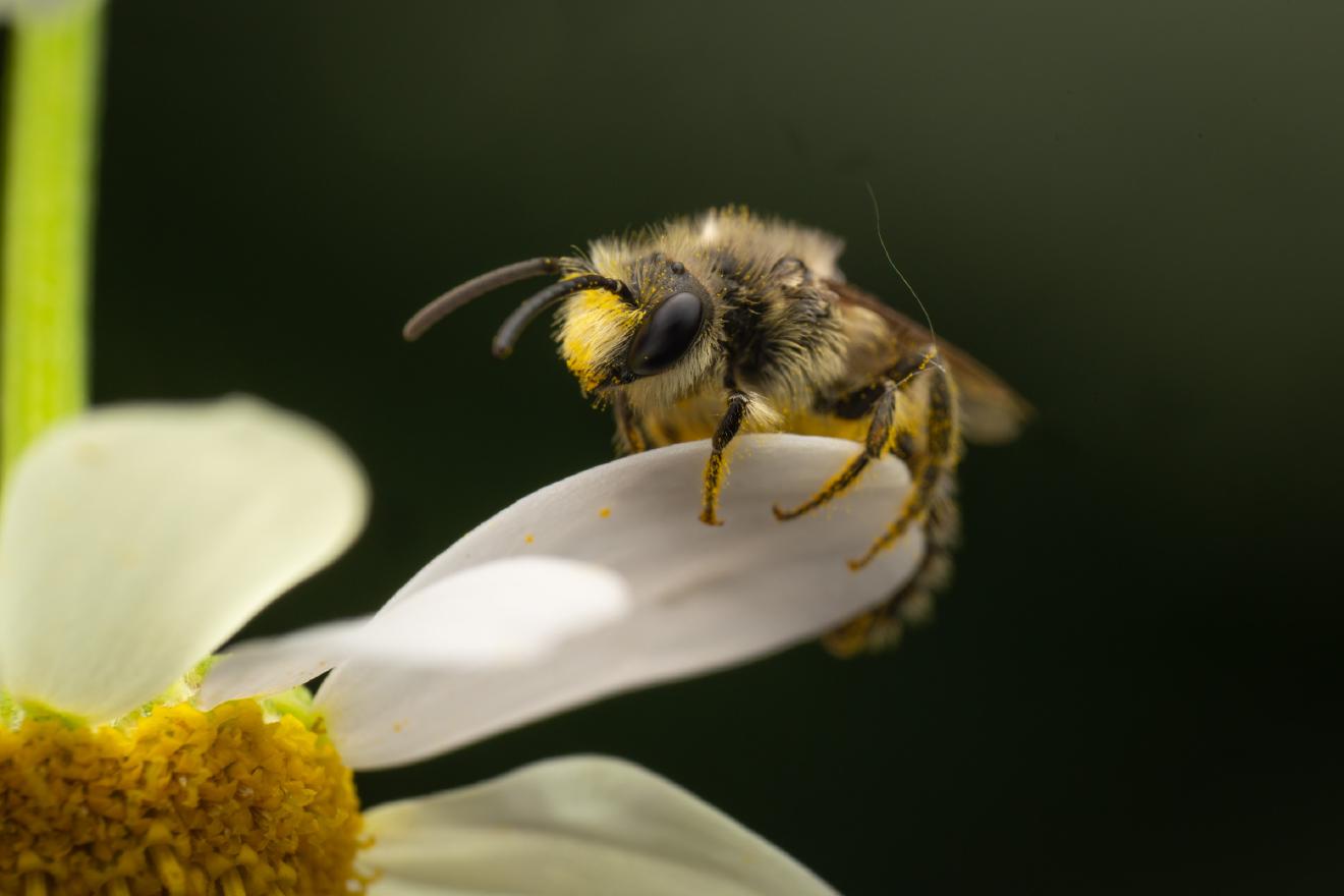 Cellophane Bees – No. 4