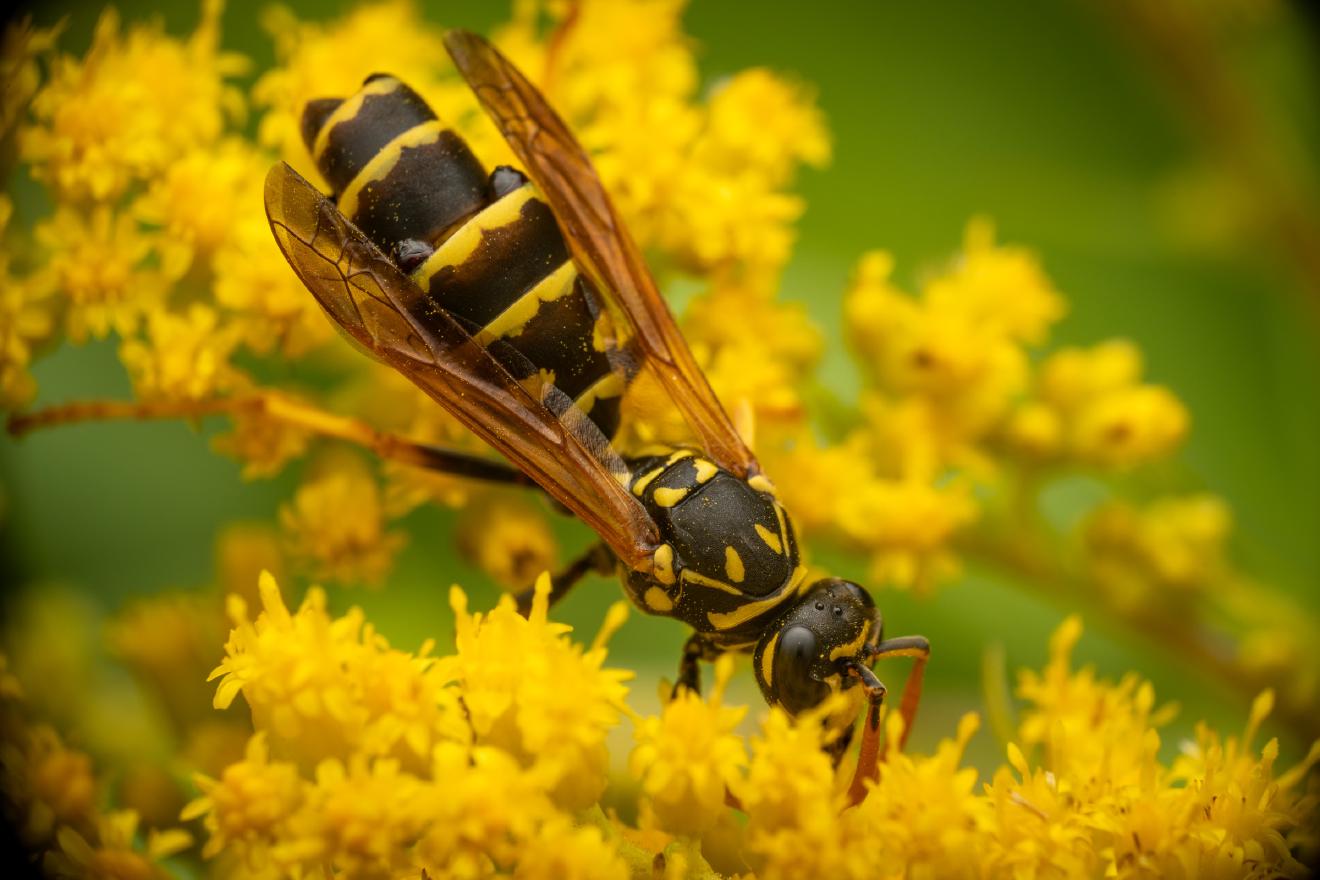 European Paper Wasp – No. 1
