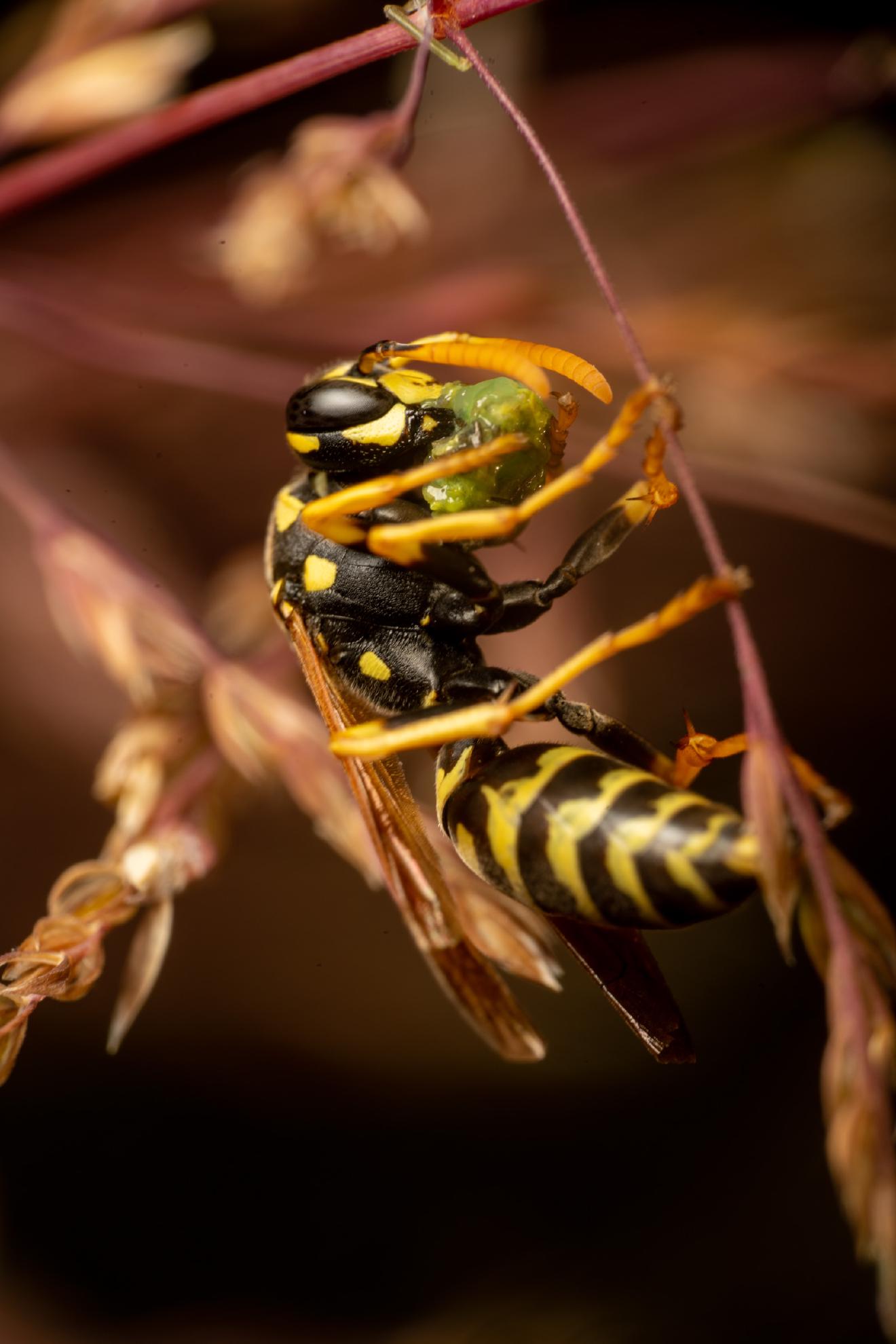 European Paper Wasp – No. 2