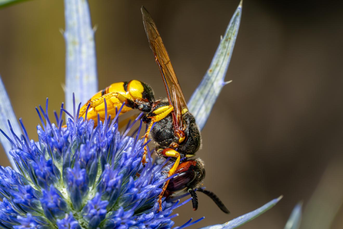 European Paper Wasp – No. 3