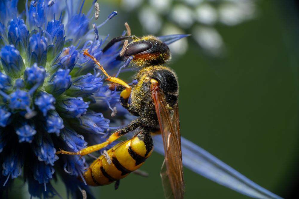 October 9, 2024 – Issue No. 418
– Issue No. 418: “European Paper Wasp“ European Paper Wasp