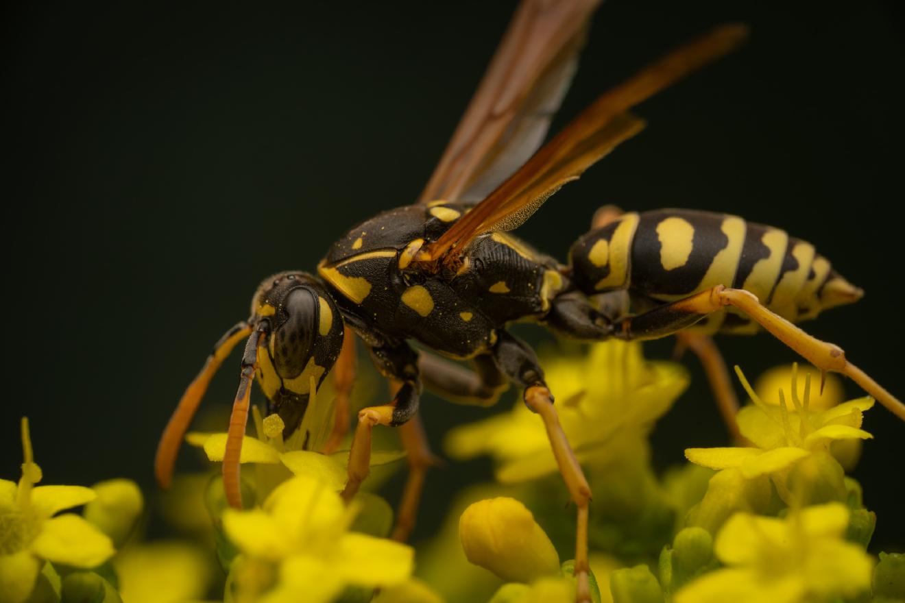 European Paper Wasp – No. 5