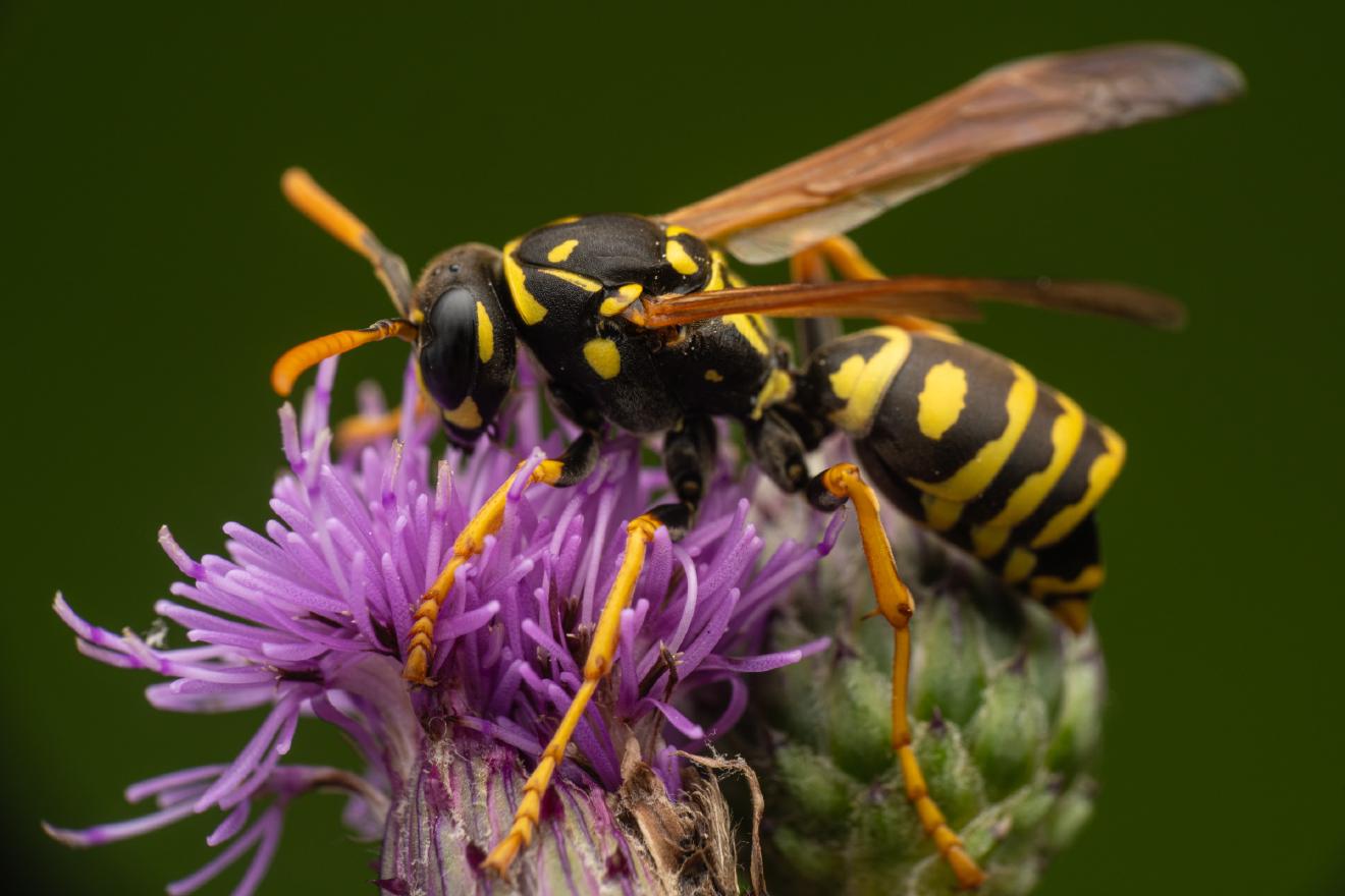 European Paper Wasp – No. 7