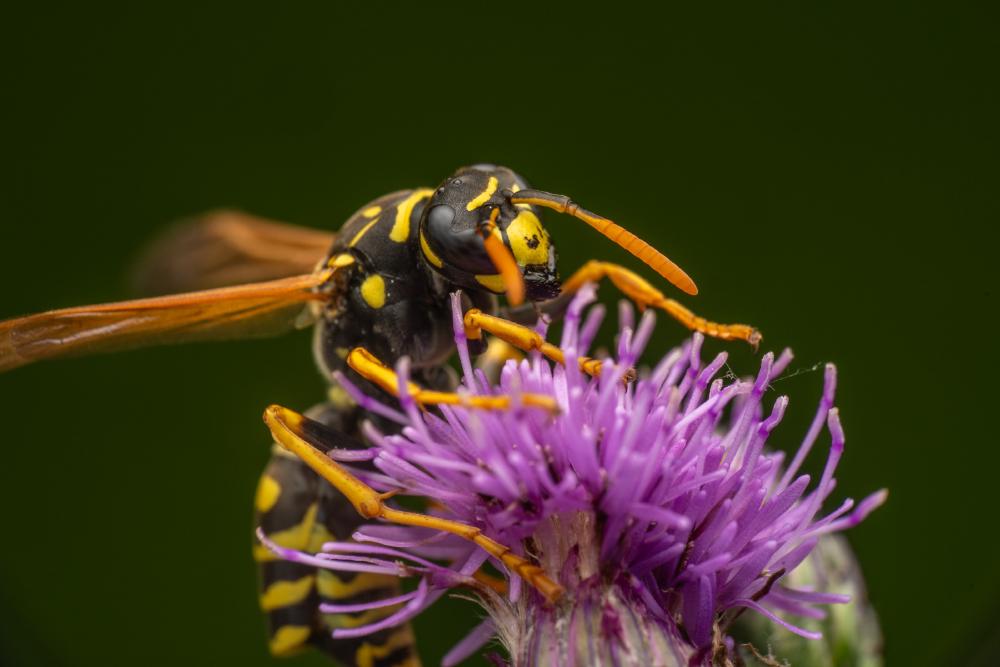 September 21, 2024 – Issue No. 400
– Issue No. 400: “European Paper Wasp“ European Paper Wasp