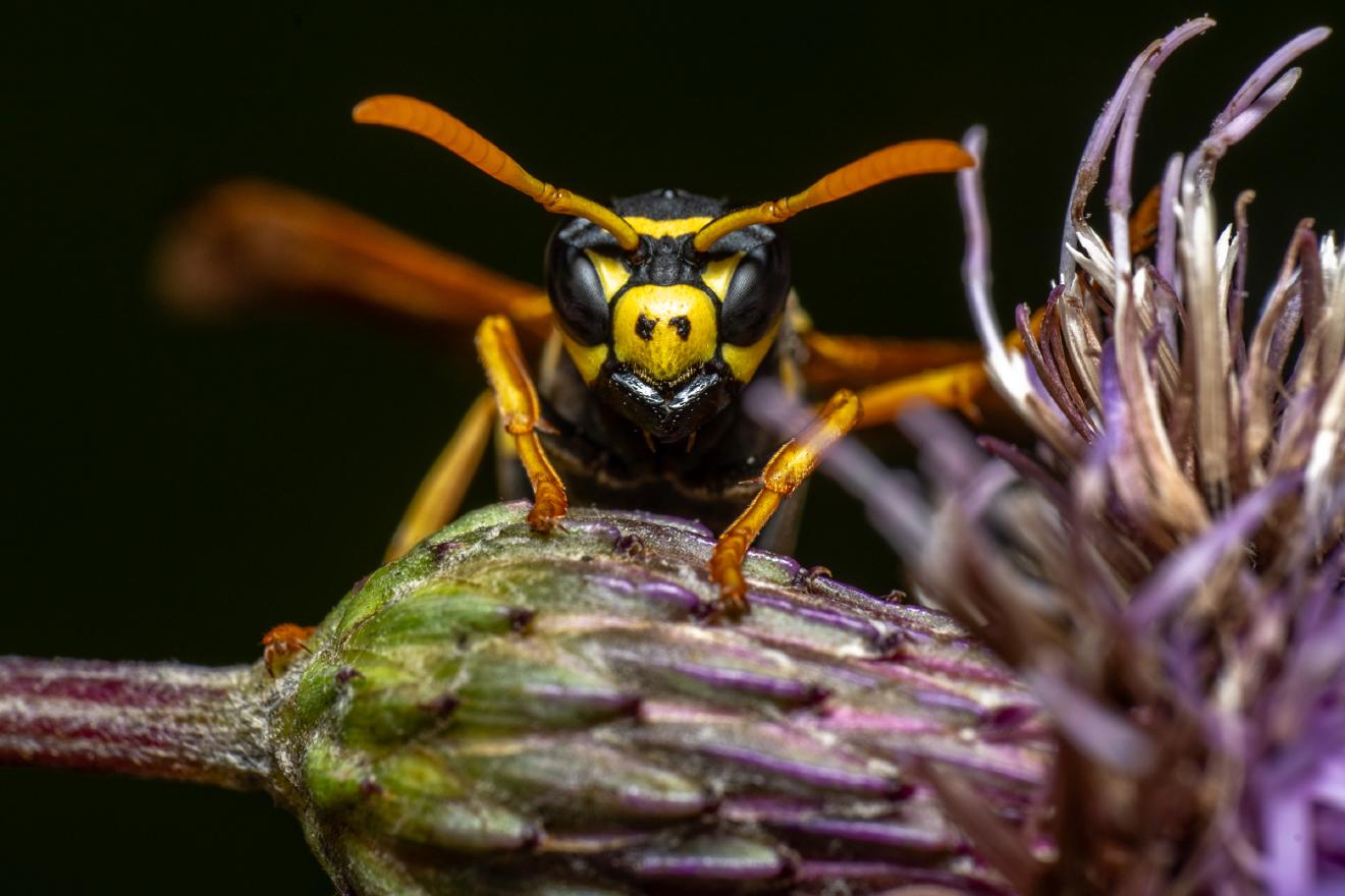 European Paper Wasp – No. 9