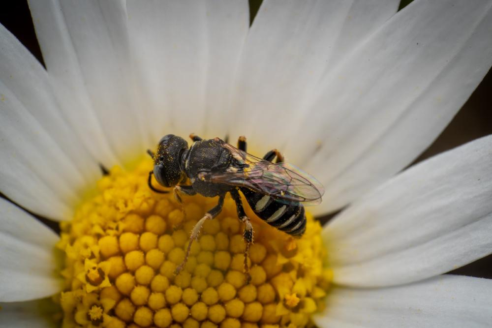 January 30, 2025 – Issue No. 531
– Issue No. 531: “Oxybelus Wasps“ Oxybelus Wasps