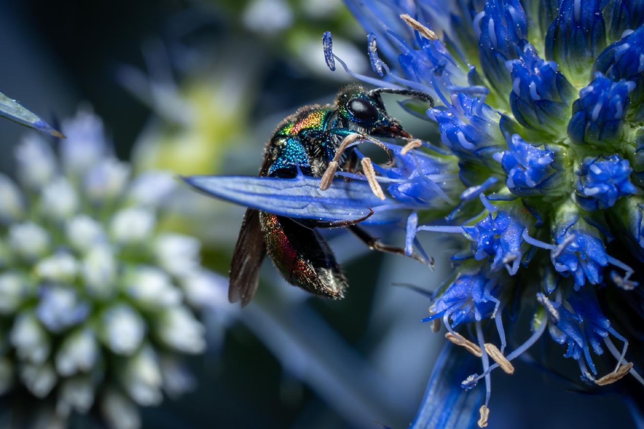 Chrysis ignita – No. 1