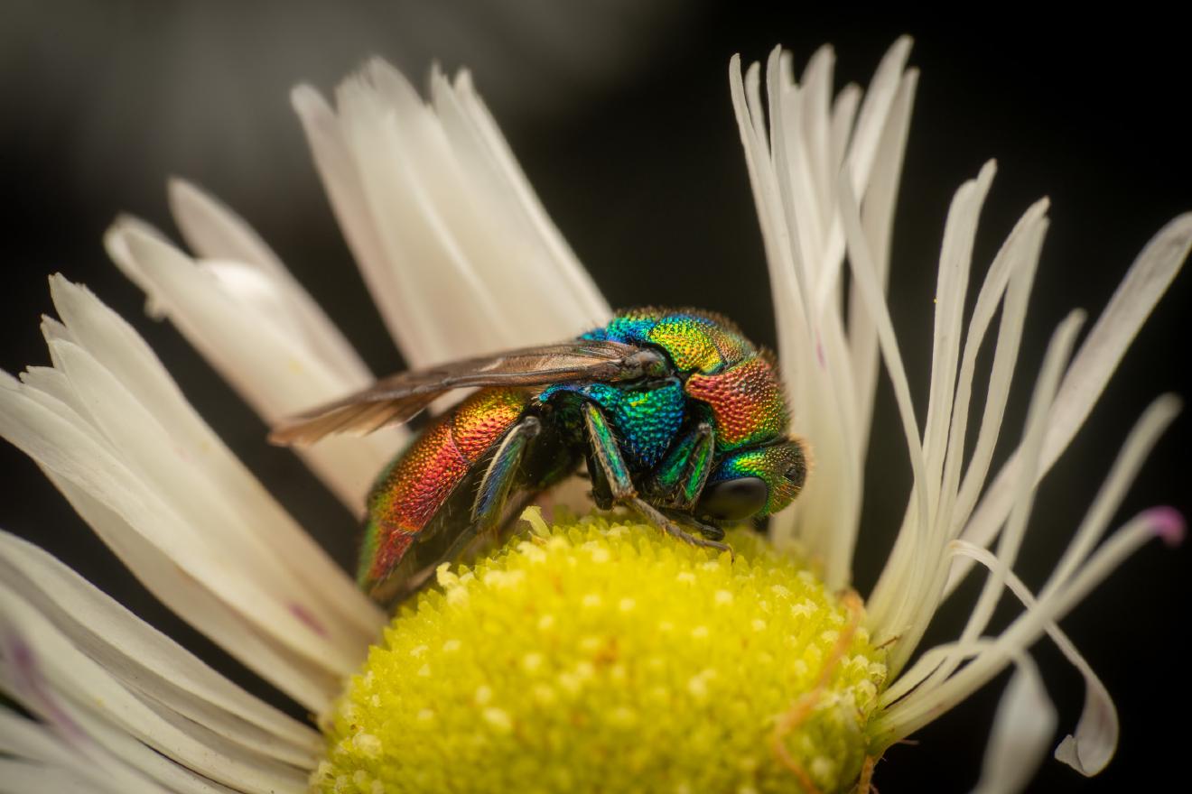 Chrysis ignita – No. 3
