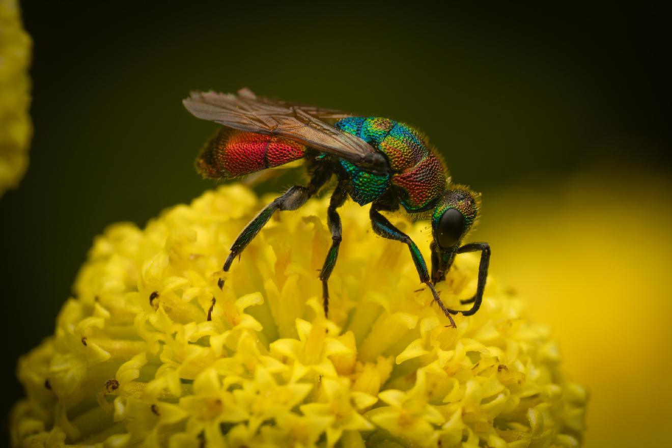 Hedychrum rutilans – No. 1