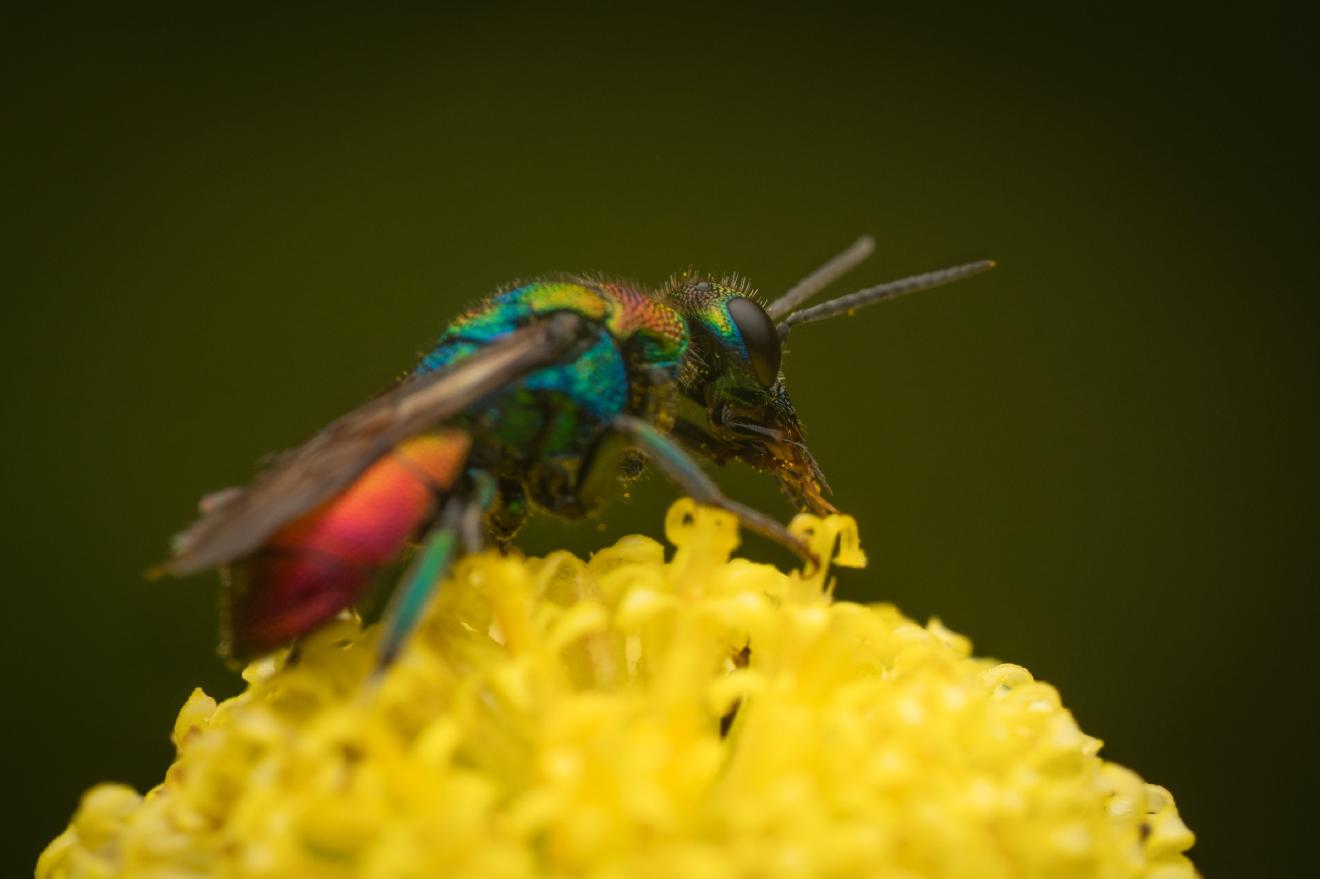 Hedychrum rutilans – No. 2