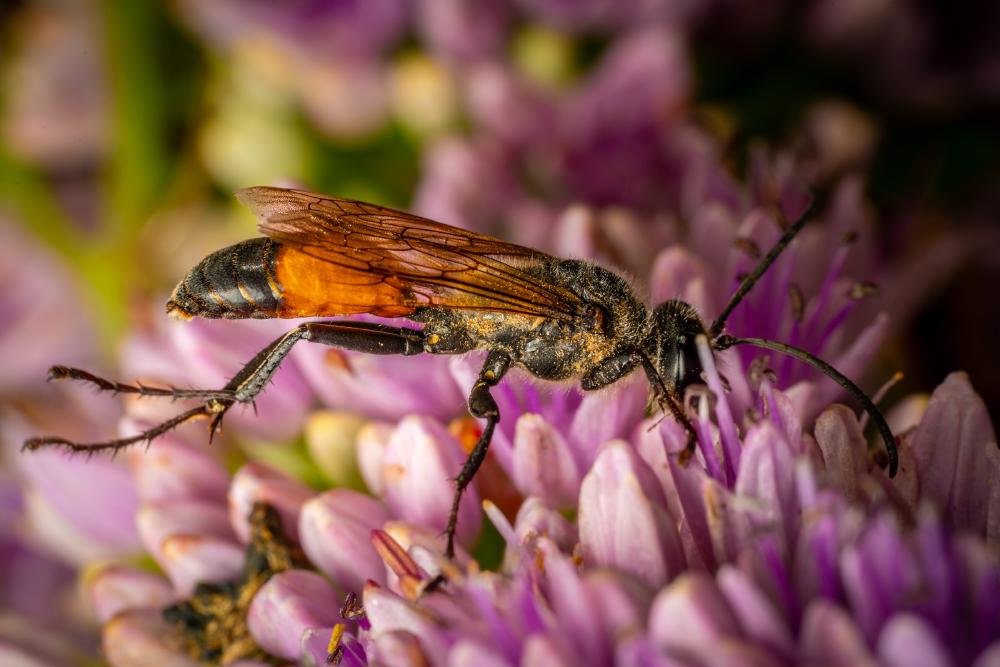 September 30, 2024 – Issue No. 409
– Issue No. 409: “Golden Digger Wasp“ Golden Digger Wasp