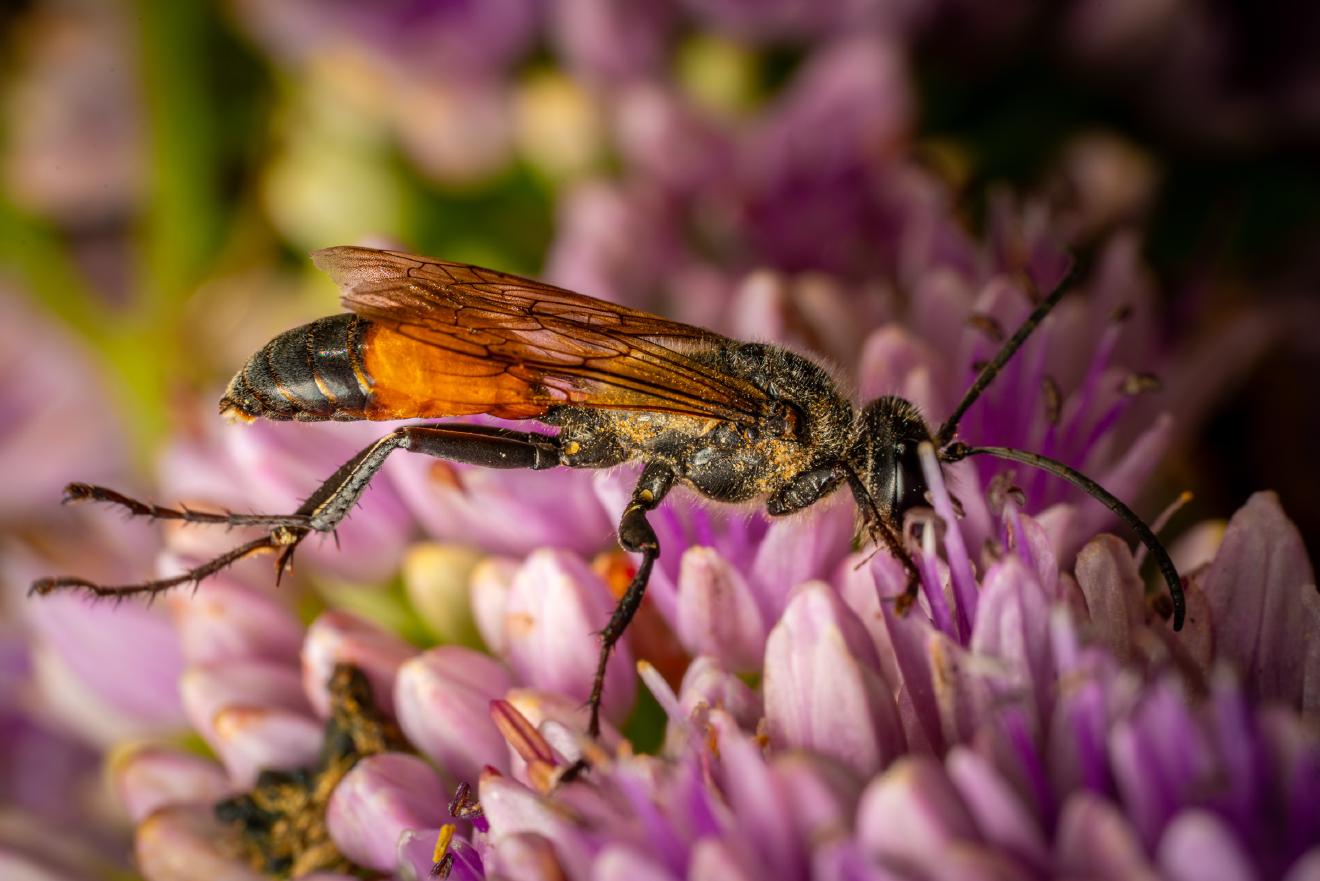 Golden Digger Wasp – No. 1