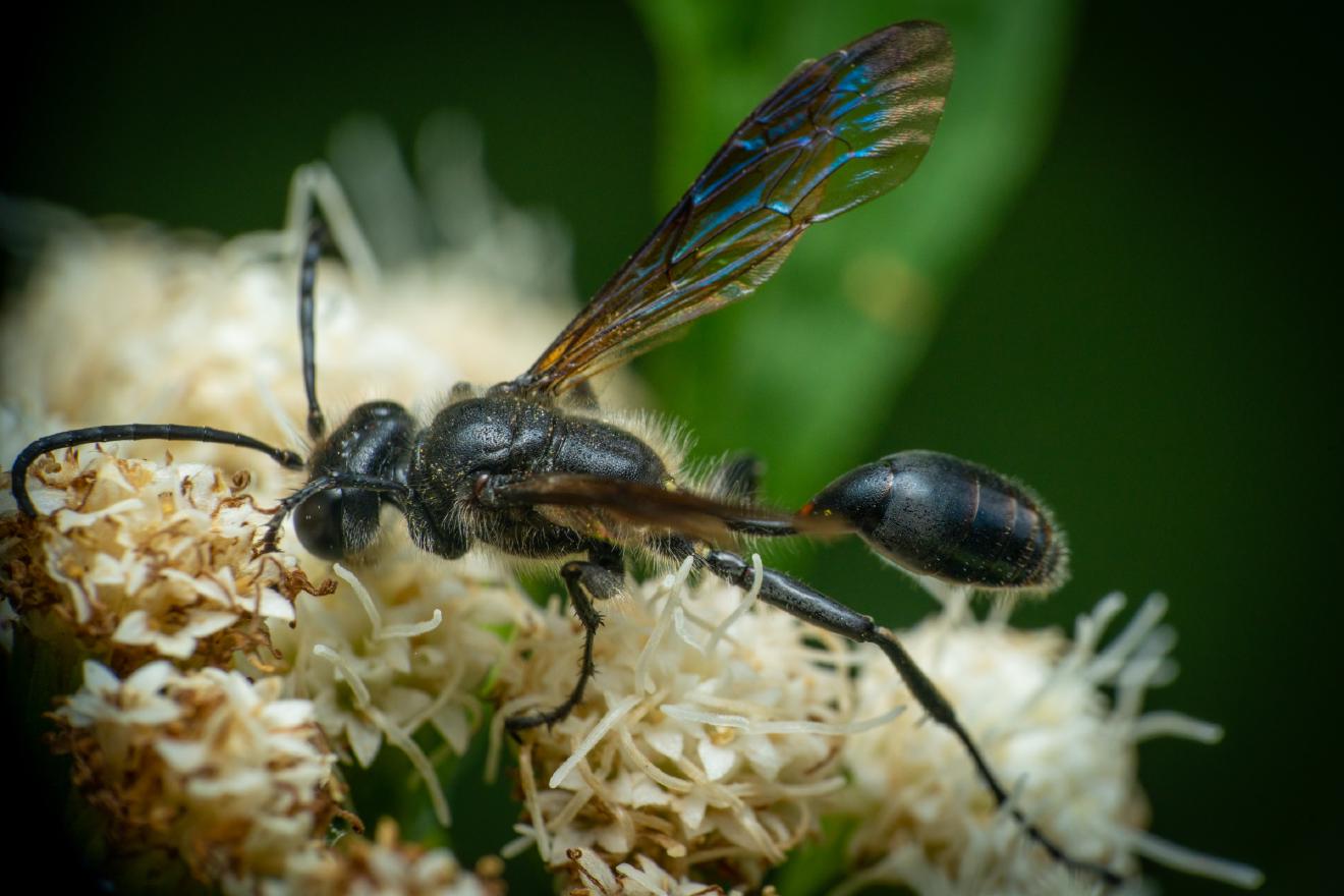 Mexican Grass-carrying Wasp – No. 1