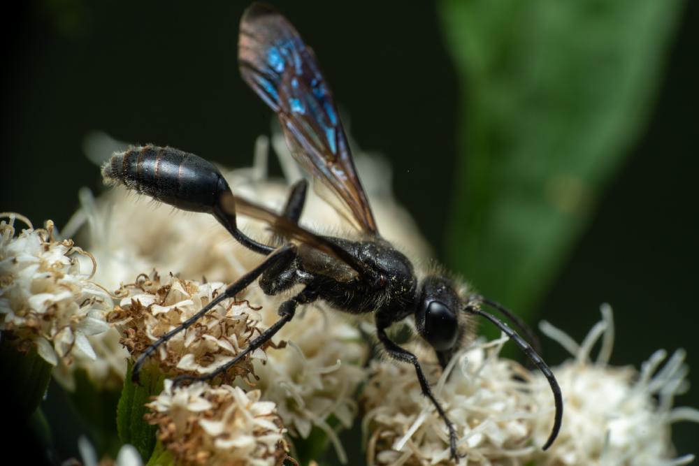 July 7, 2025 – Issue No. 689
– Issue No. 689: “Mexican Grass-carrying Wasp“ Mexican Grass-carrying Wasp