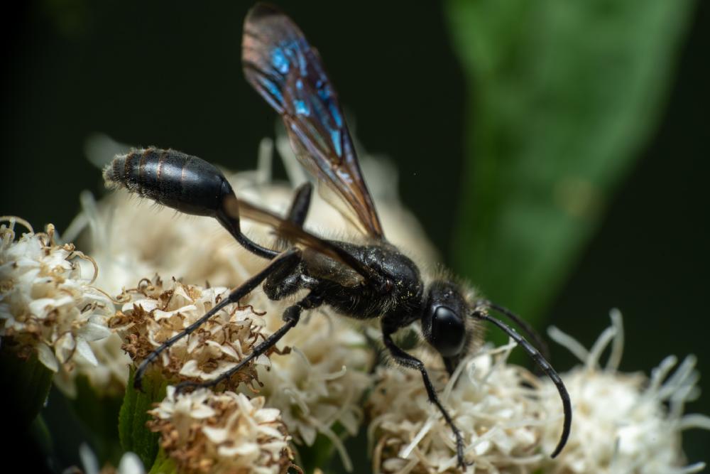 July 7, 2025 – Issue No. 689
– Issue No. 689: “Mexican Grass-carrying Wasp“ Mexican Grass-carrying Wasp