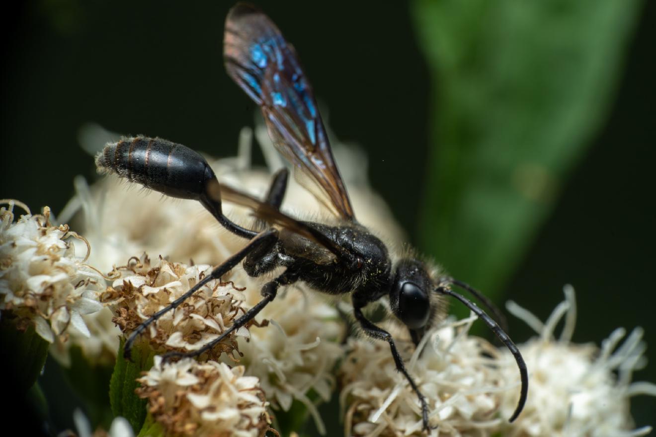 Mexican Grass-carrying Wasp – No. 2