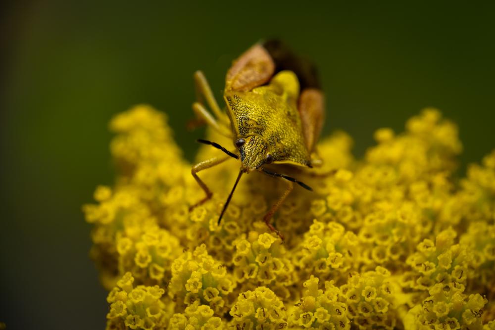 May 12, 2024 – Issue No. 268
– Issue No. 268: “Sloe Bug“ Sloe Bug